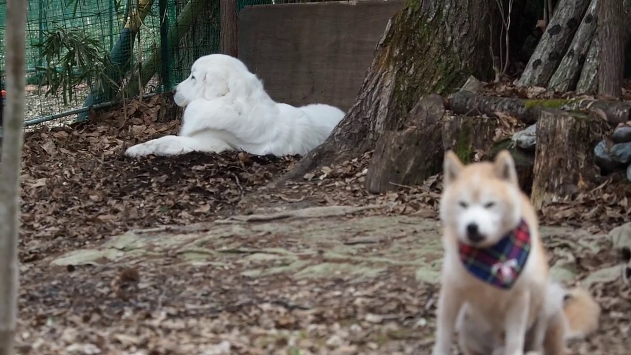 犬たちの休日　2017年4月16日　Greatpyrenees グレートピレニーズ
