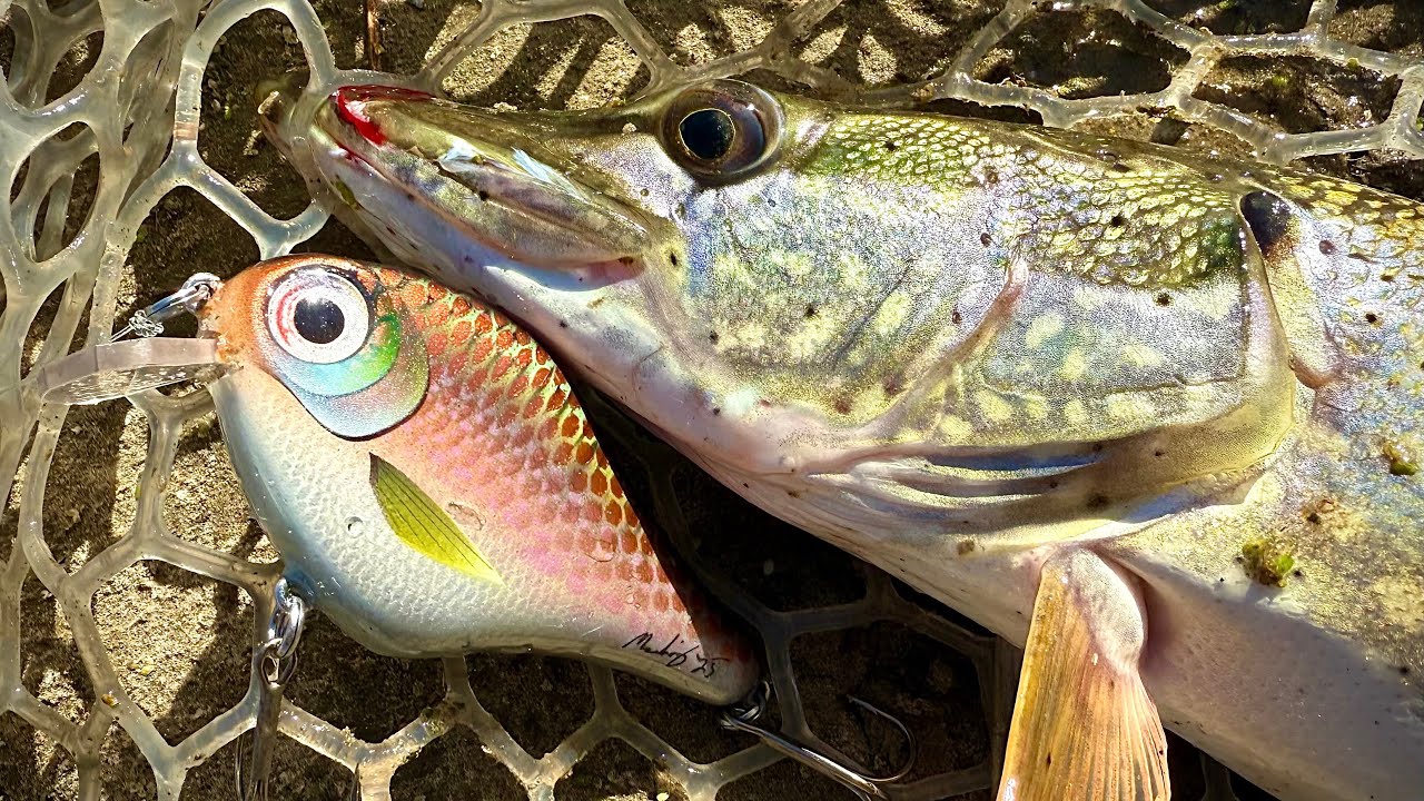 Making Baits and Catching Pike