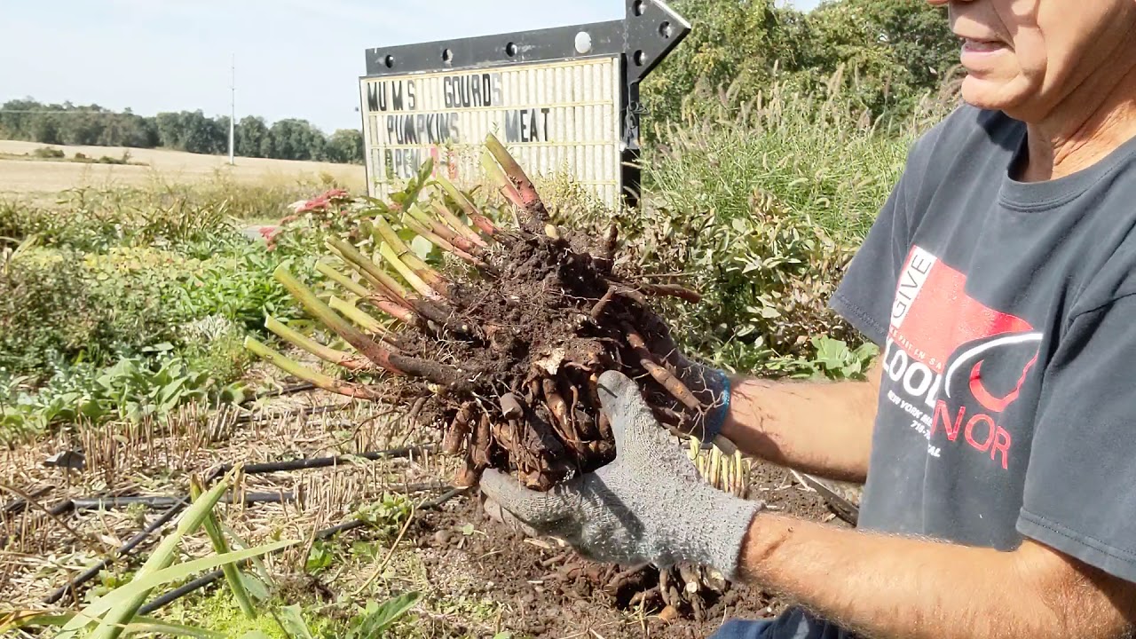 Digging and Dividing Peonies, Part 1 - September 30, 2021