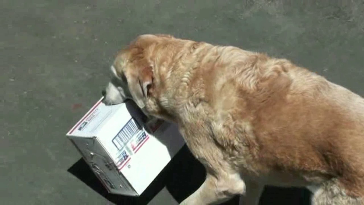 Can your pet be reincarnated?