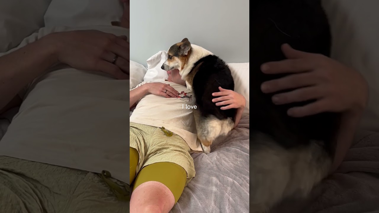 Corgi Love