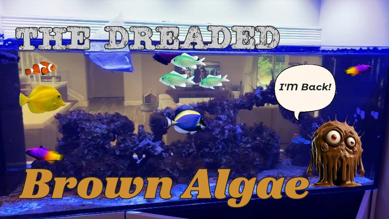 Brown slime algae in Saltwater Tank 😩