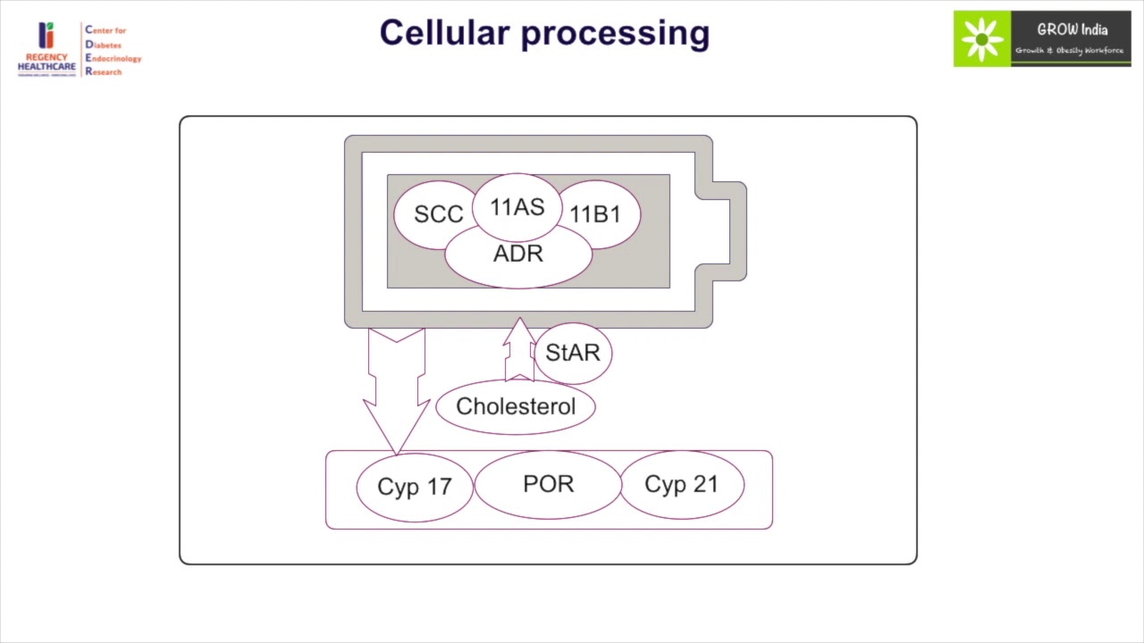 GROW Society Adrenal Module- Steroidogenesis Part I