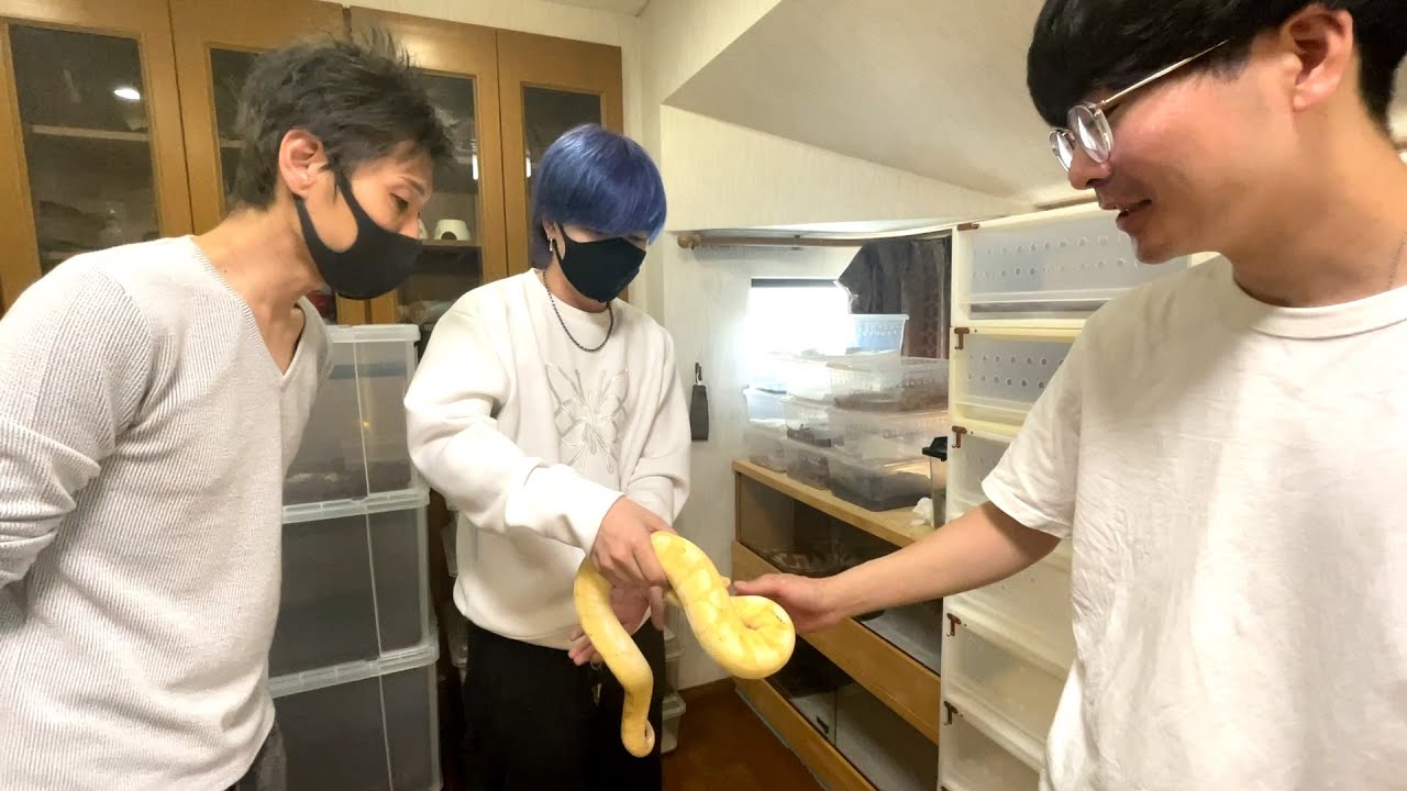 真夜ビバさん宅でヘビが苦手なロケマサくんの苦手克服大作戦！！