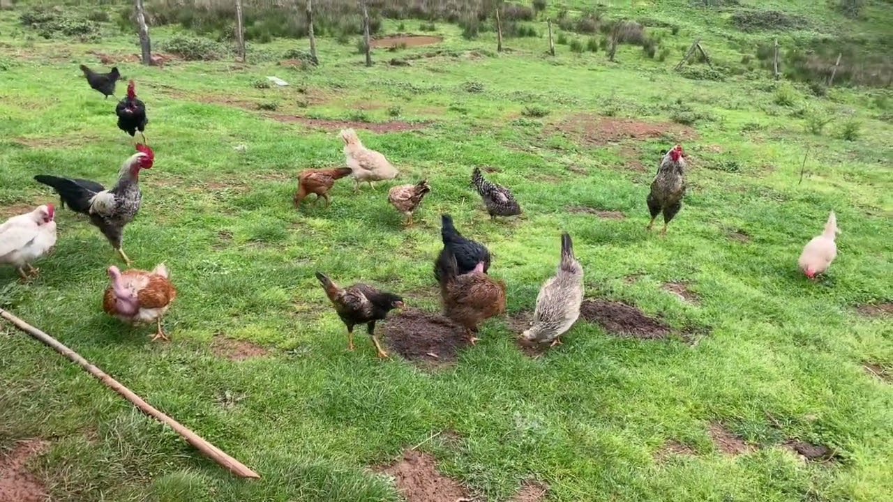 Kümese yeni tavuklar getirdim #köy #tavuk #doğa #ördek #animals  #duck #chicken #çiftlik#pigeon