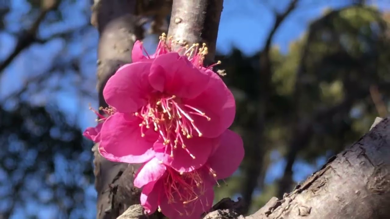2026年1月24日  梅の花(千葉市青葉の森公園)