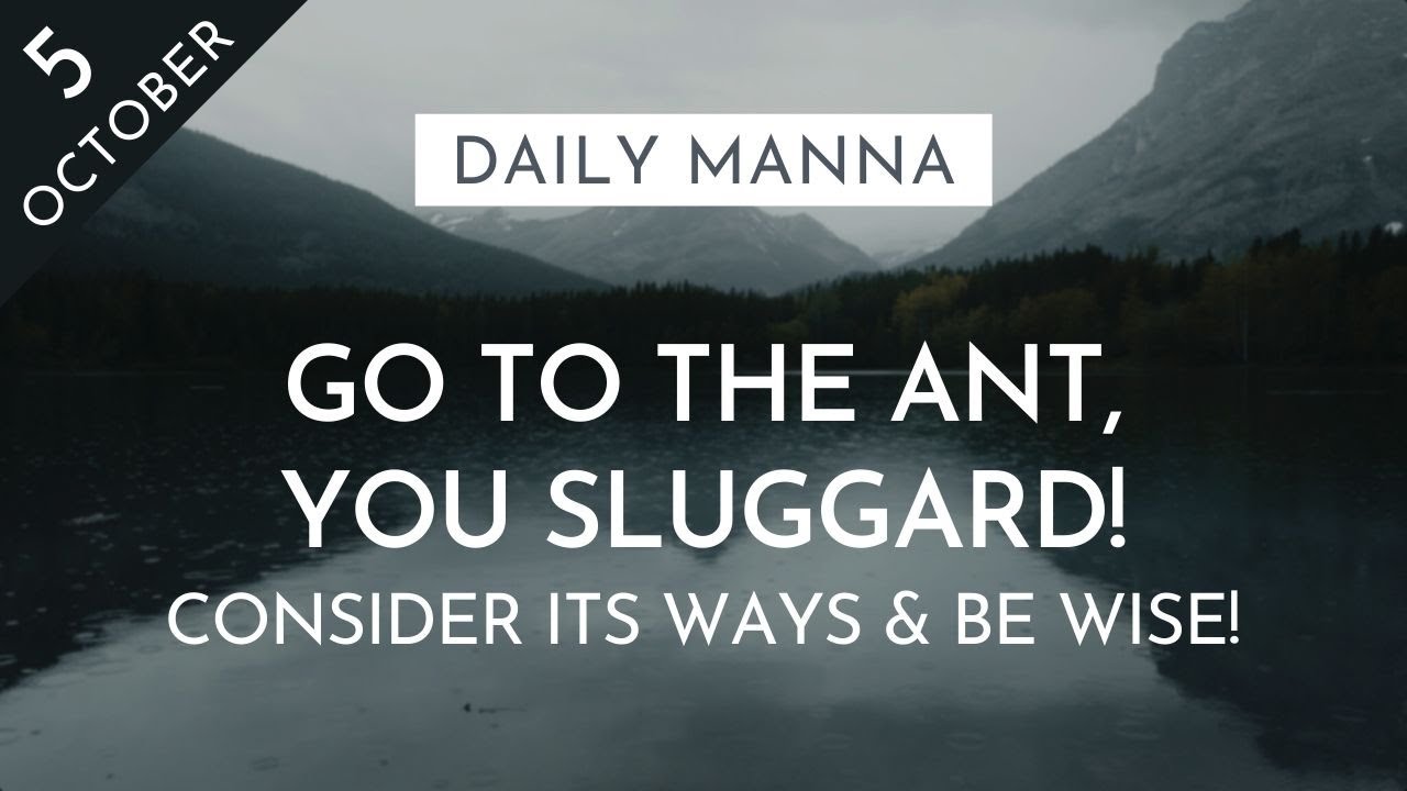 Go To The Ant, Consider Its Ways & Be Wise! | Proverbs 6:6-11 | Daily Manna