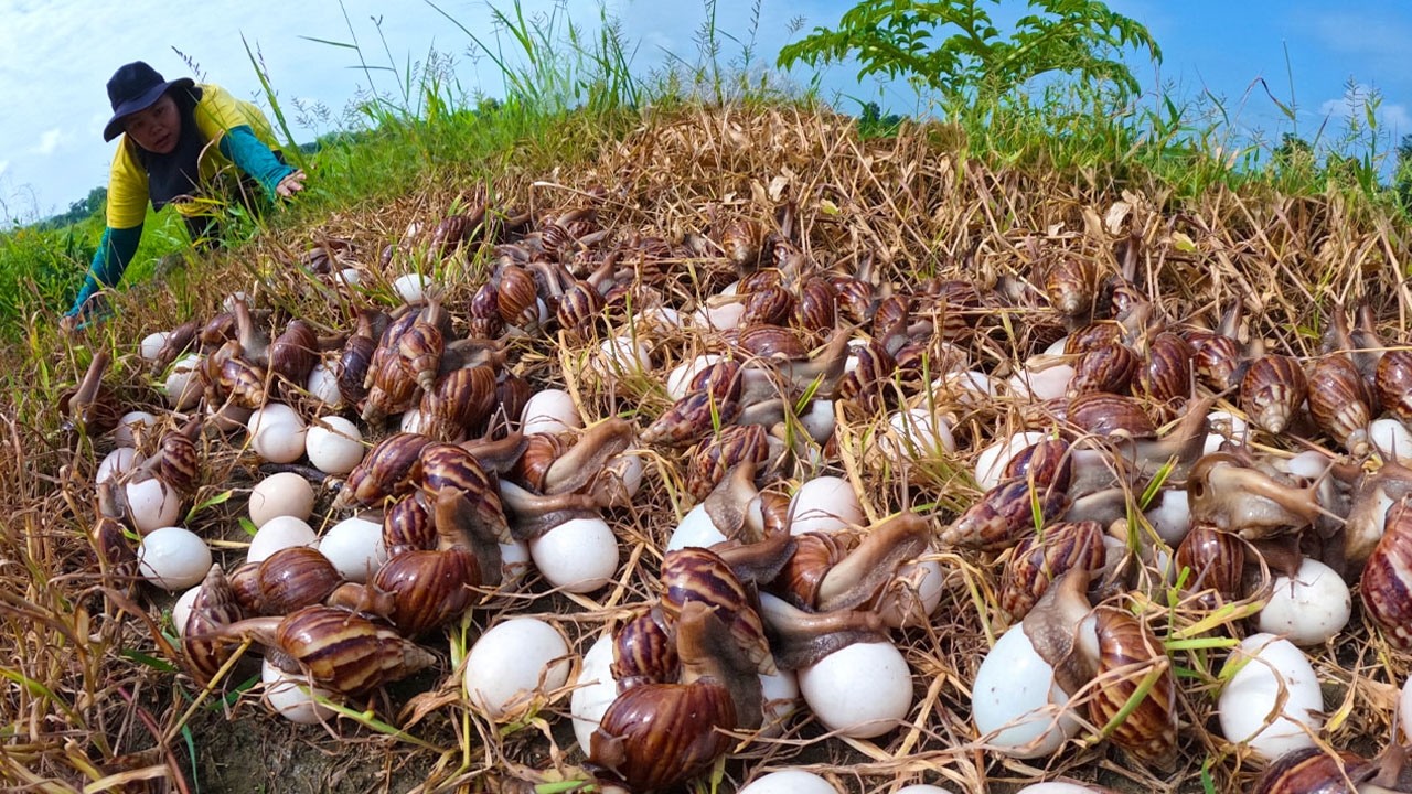 How to Find and Harvest Giant Snails and Their Eggs in the Grass