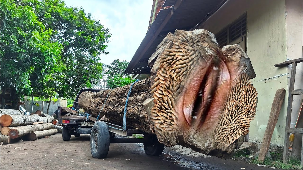 Momen mengejutkan saat kayu raksasa berusia 500 tahun ini di belah! keluar percikan api