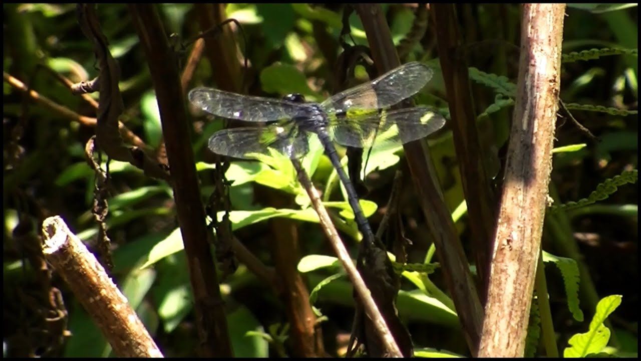 Black Dragonfly Taking Off (Anisoptera)