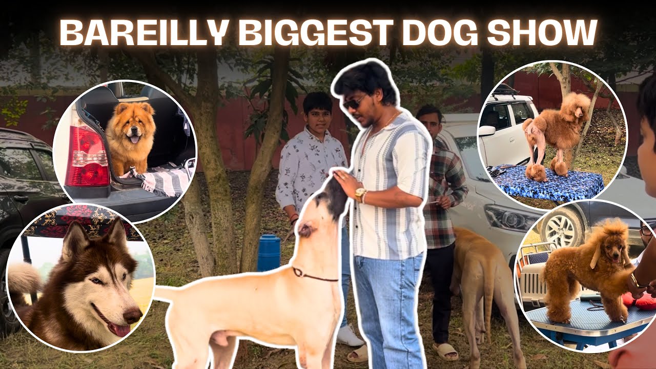 Biggest dog show in Bareilly | Priyanshu Pal | #dogshow #dogbreed ##dogshows ##bareilly 