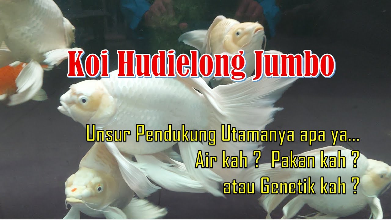 IKAN KOI HUDIELONG JUMBO || Unsur pendukung utamanya apa ya...??? Air, Pakan atau Genetik kah ???