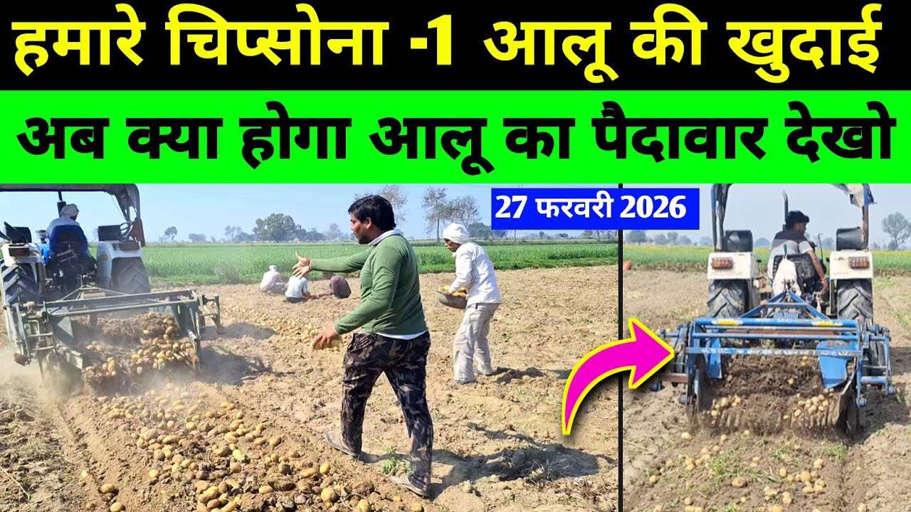 Cipsona -1 आलू की पैदावार बताओ | हमरा चिप्सोना आलू कैसा है / real farmer education / aalu khudai 