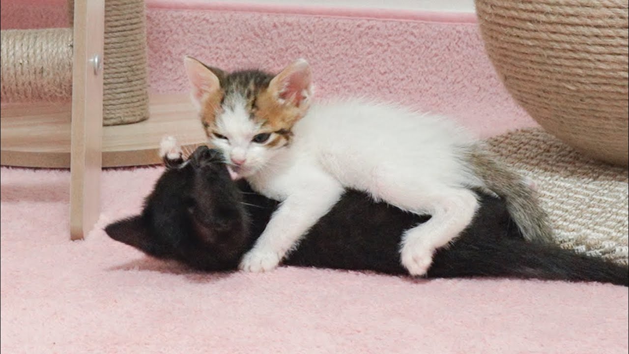 What Happens When The Youngest Kitten Fights With Her Older Sister!