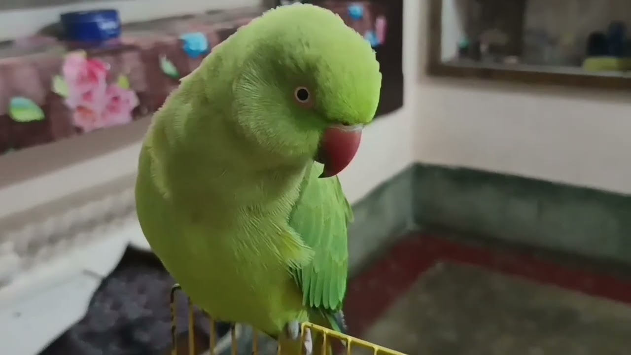 Talking parrot 🦜// mithu mithu bolne walamithu parrot @mithurajavlogs23