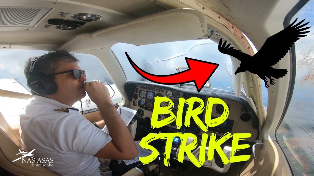 COLISÃO EM VOO! Avião Atinge Urubu – Bird Strike REAL