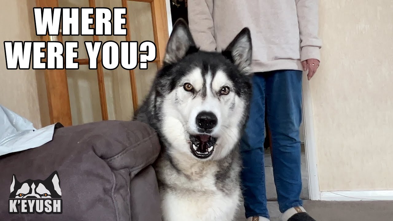 Interrogated By My Husky After Going to The Pet Shop!