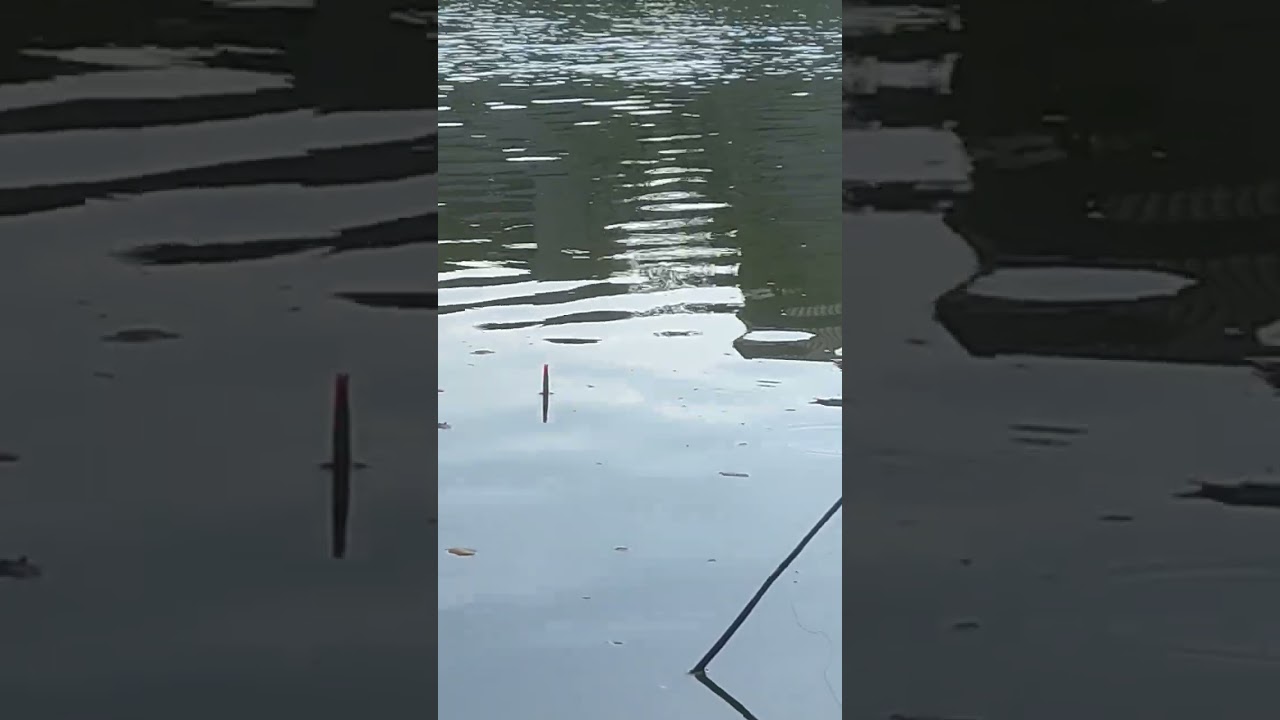 Mancing ikan umum..kentulan edan