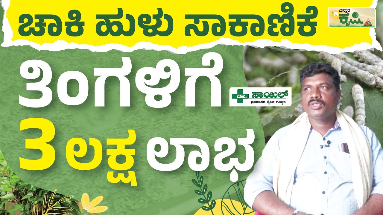 ಚಾಕಿ ಹುಳು ಸಾಕಾಣಿಕೆ, ತಿಂಗಳಿಗೆ 3 ಲಕ್ಷ ಲಾಭ | Chaki Rearing Centre | Haveri |Vistara Krishi| Sericulture