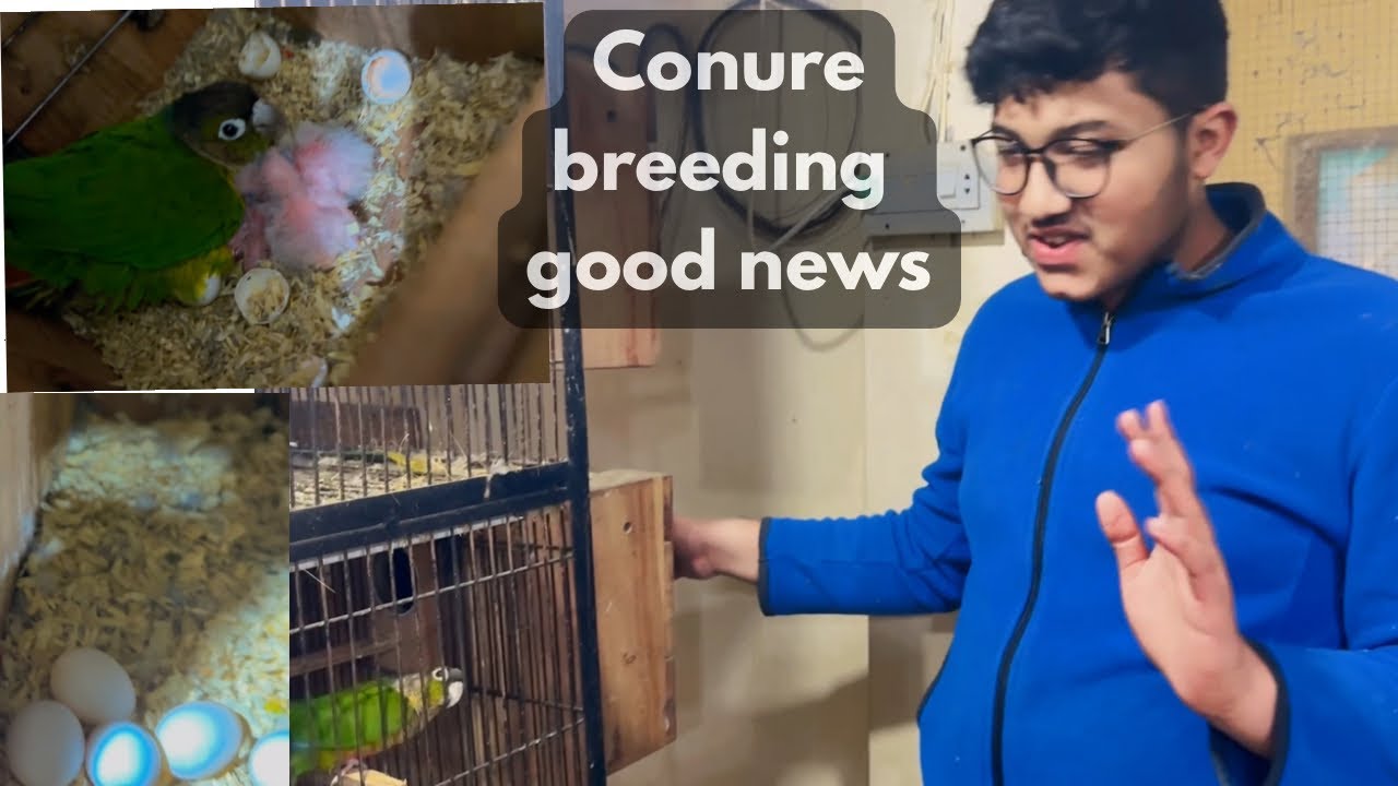  Successful breeding of Conures|Pineapple Conure breeding progress#lovebirds  #pets  #vlog #parrors