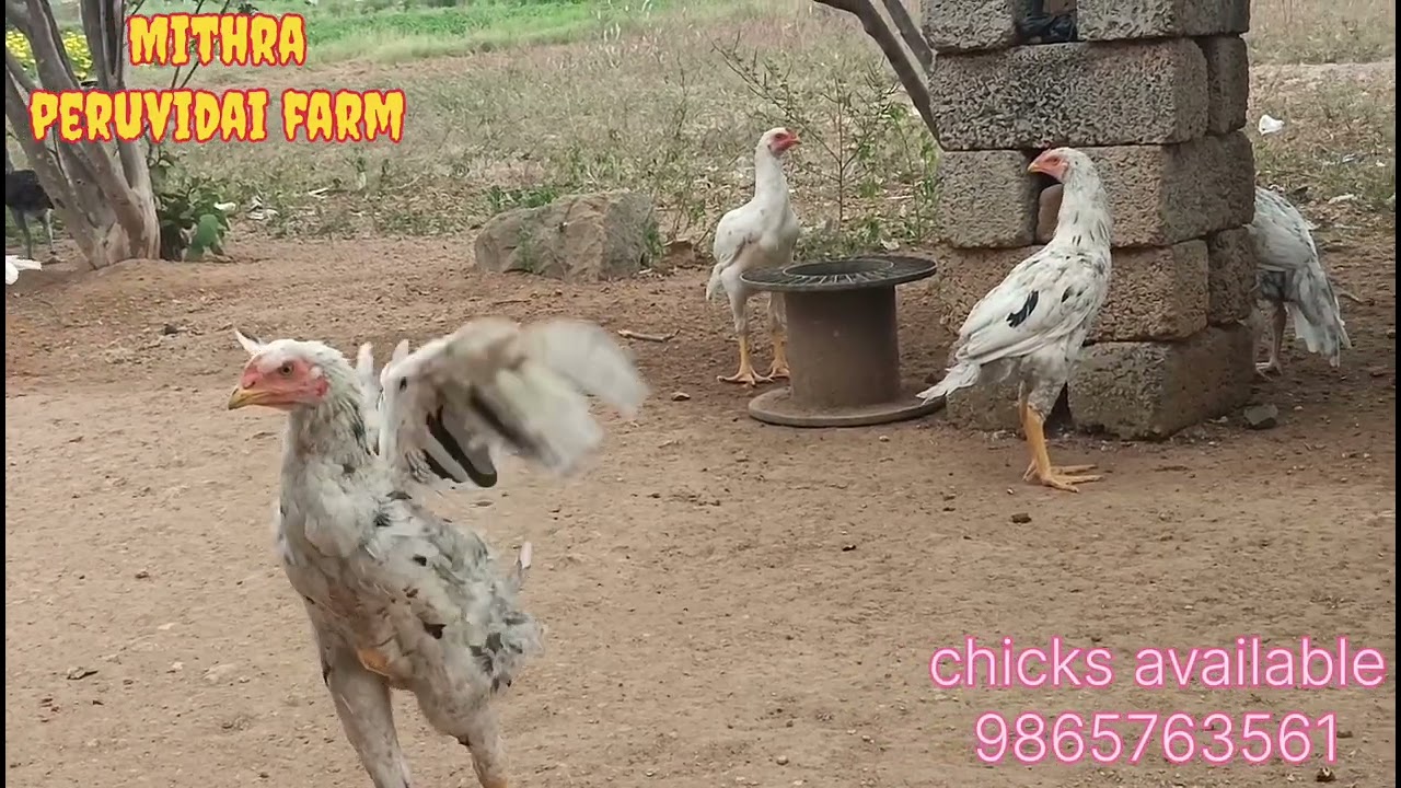#chicks #chicks available#lineage #murga #rooster #aseelmurga #birds #animals #chicken 