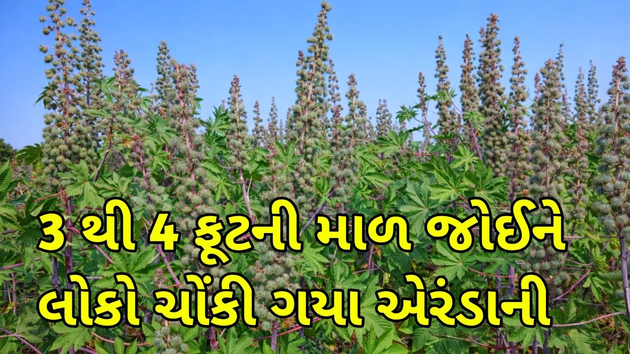 3 થી 4 ફૂટની માળ જોઈને લોકો ચોંકી ગયા એરંડાની 🥱😱 Gujarati video 