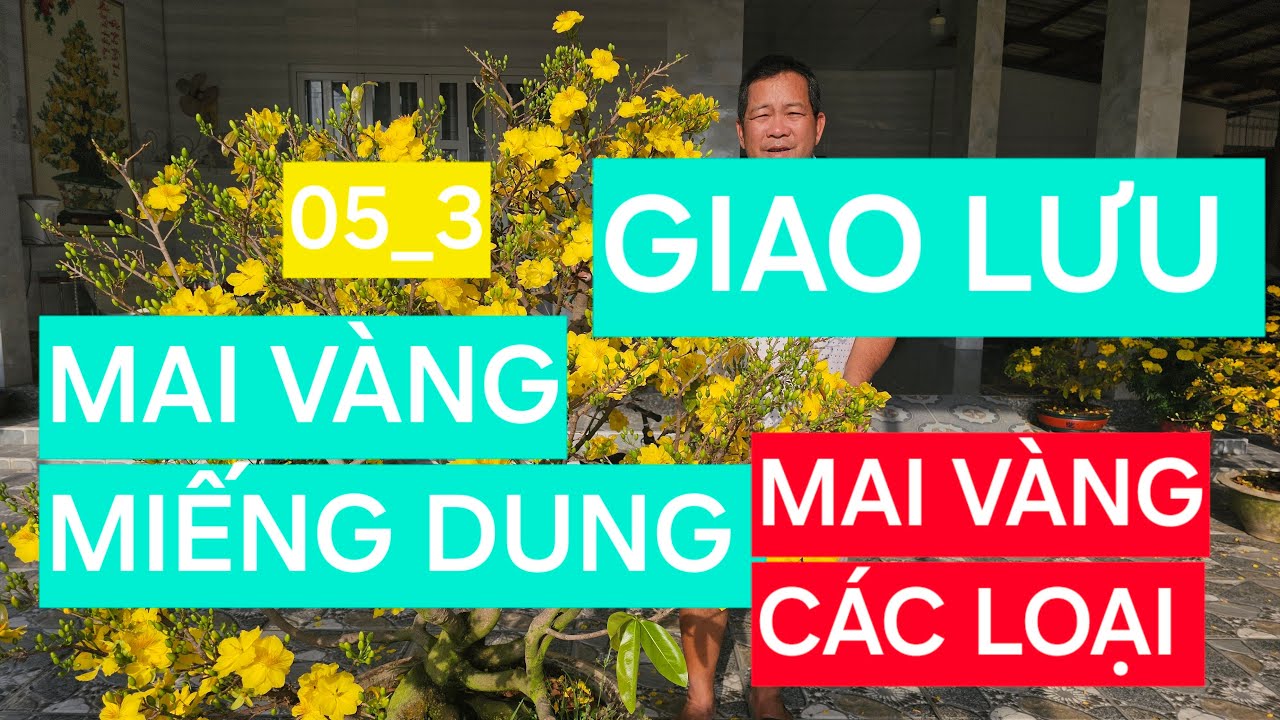 0366 048 123 MAI VÀNG MIẾNG DUNG GIAO LƯU MAI VÀNG CÁC LOẠI