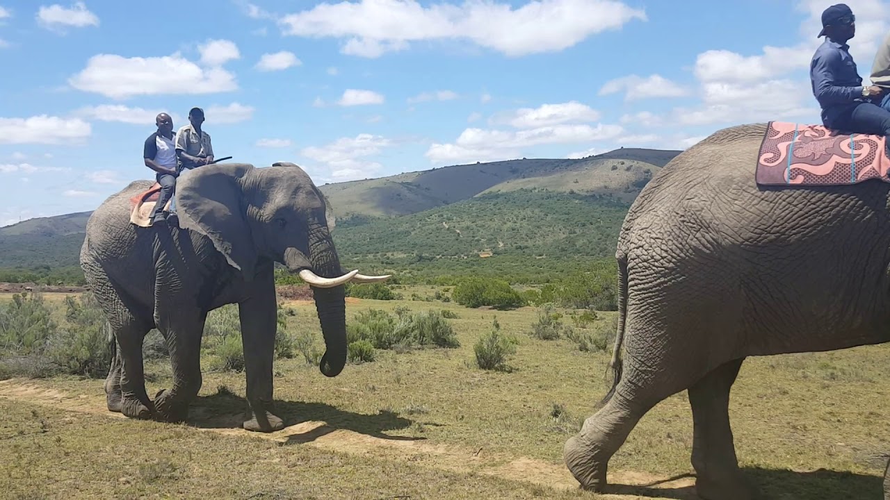 Riding African elephants