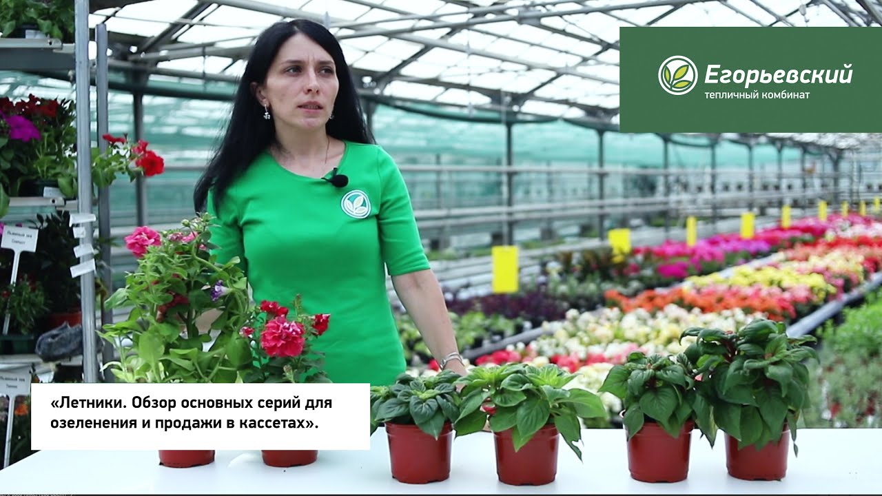 «Летники. Обзор основных серий для озеленения и розничных продаж».