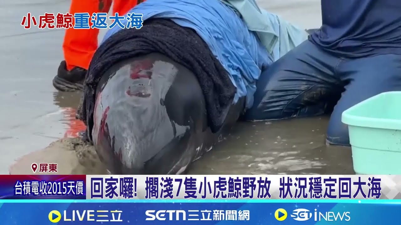 回家囉! 擱淺7隻小虎鯨野放 狀況穩定回大海｜記者 陳俞安 朱俊傑｜新聞一把抓20260225｜三立新聞台