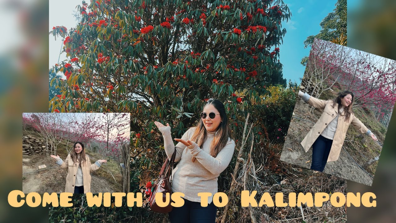 Come with us to Kalimpong | February vlog | Daily vlog | cherry blossom 🌸