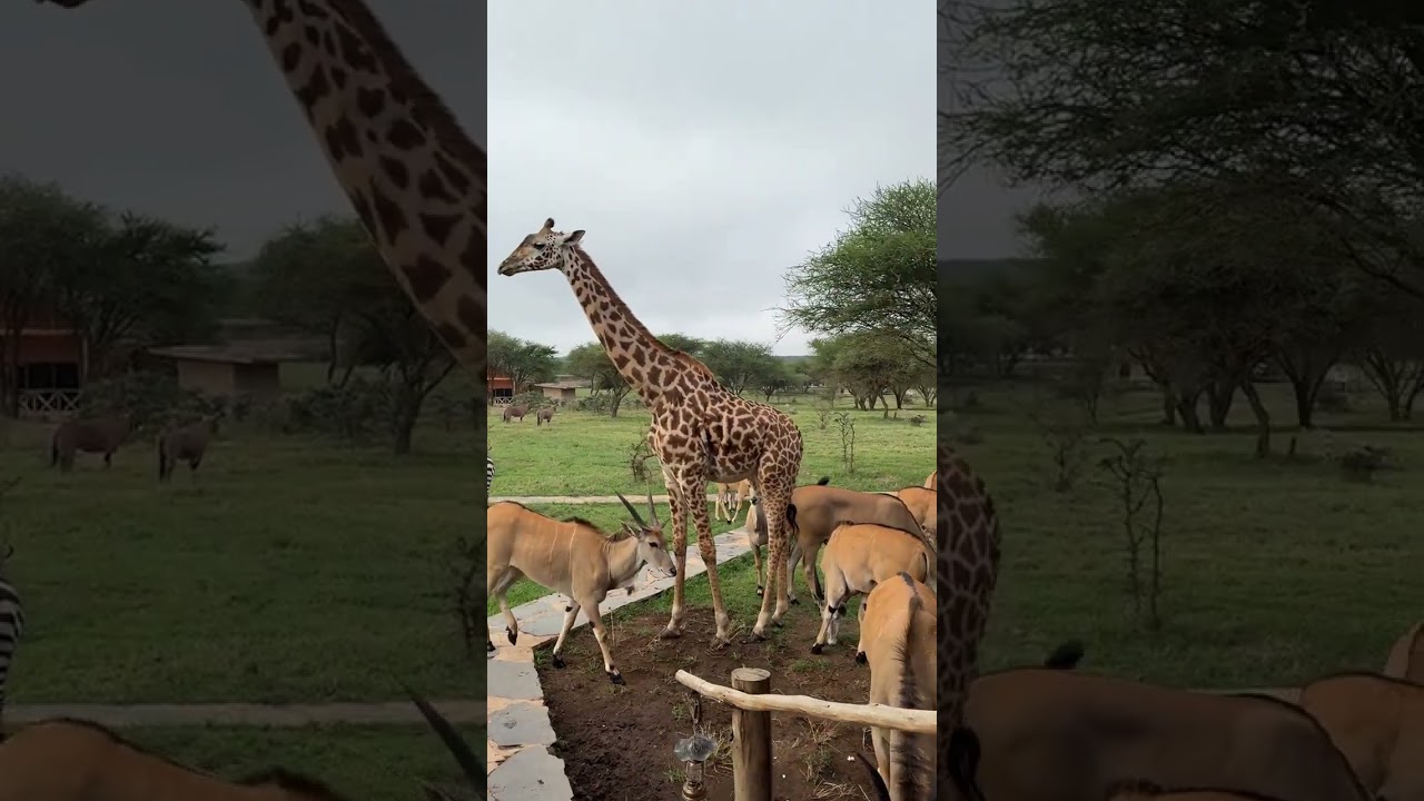 Where servals roam free and the wild feels alive 🌍Serval Wildlife TanzaniaWhatsApp +255 673867 487