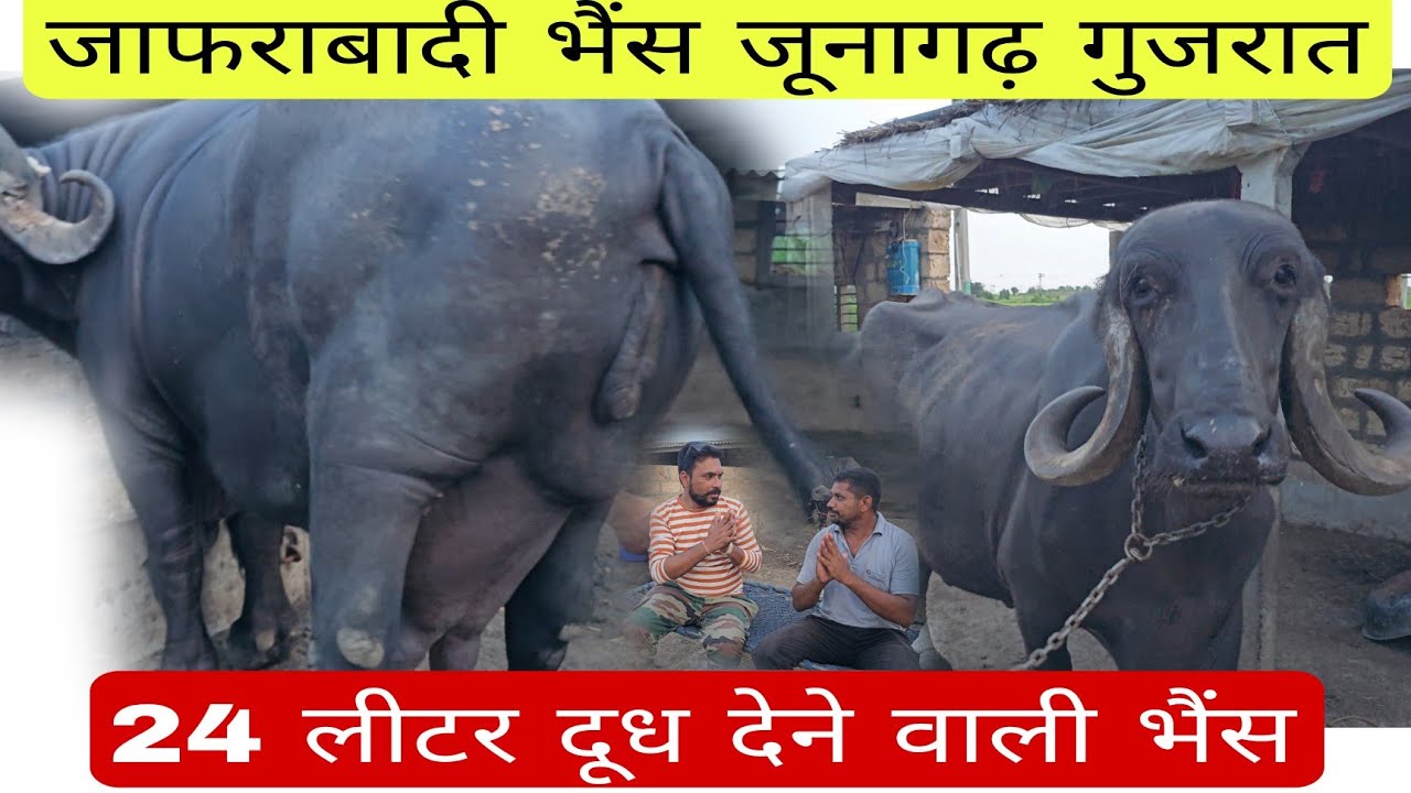 24 लीटर दूध देने वाली #जाफराबादी_भैंस जूनागढ़ गुजरात पहली बार में 22 ली दूध दिया #jafarabadibuffalo