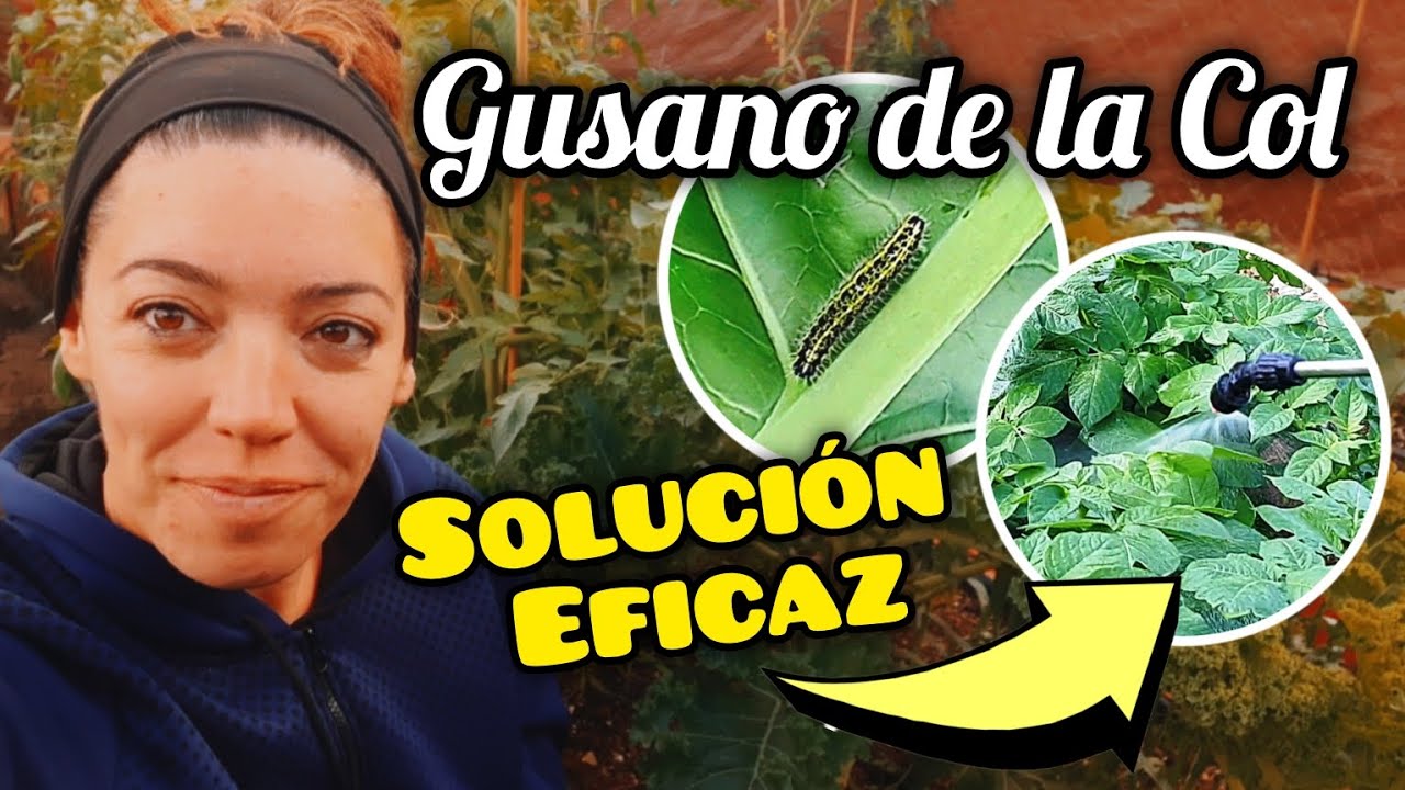 Elimina el Gusano de la Col - Tratamiento Ecológico y Eficaz 🌱