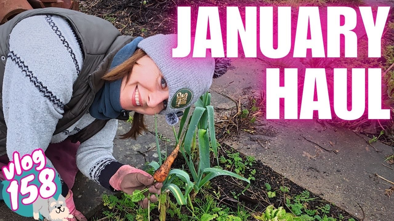 Ep158: HUGE Winter Harvest From UK Allotment Plot