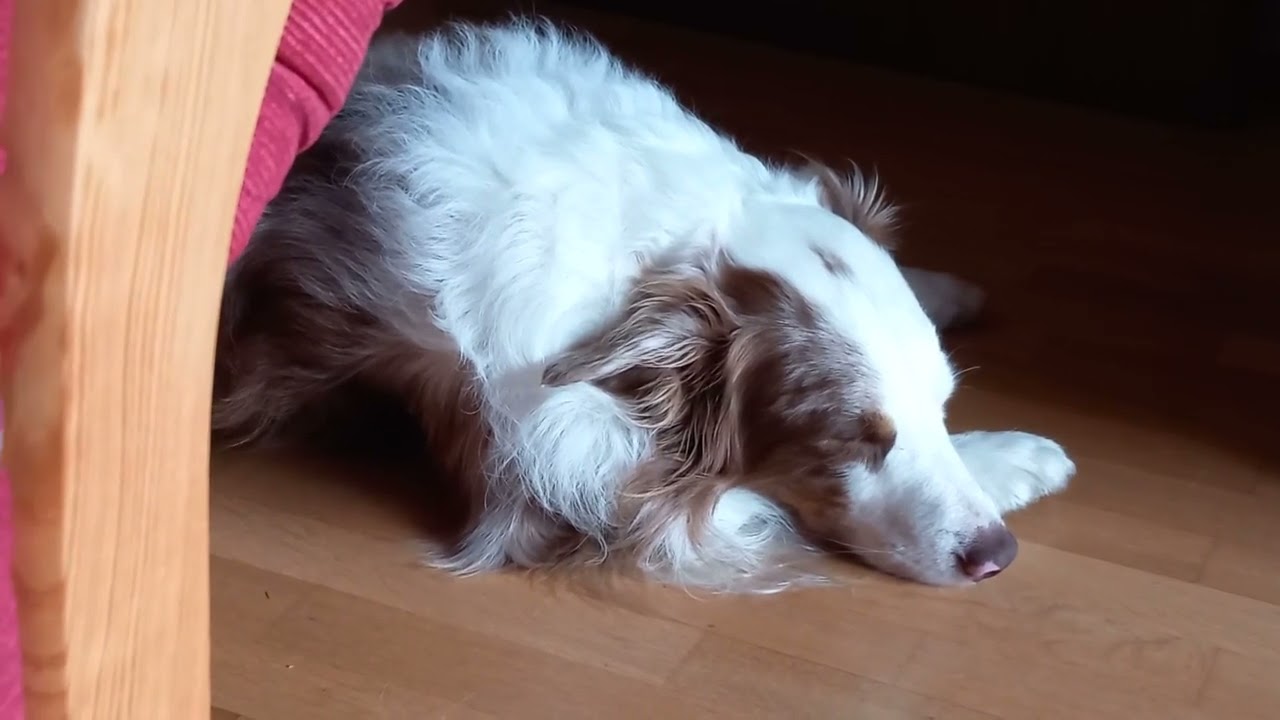 Epileptische Anfälle bei Hunden   Hundeschliff, die Internethundeschule
