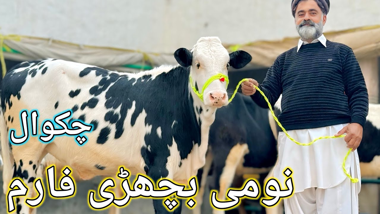 ماشاءاللہ چھ جانور اپنے نئے گھر کو روانہ اللہ پاک مالکوں کو نصیب کرے امین