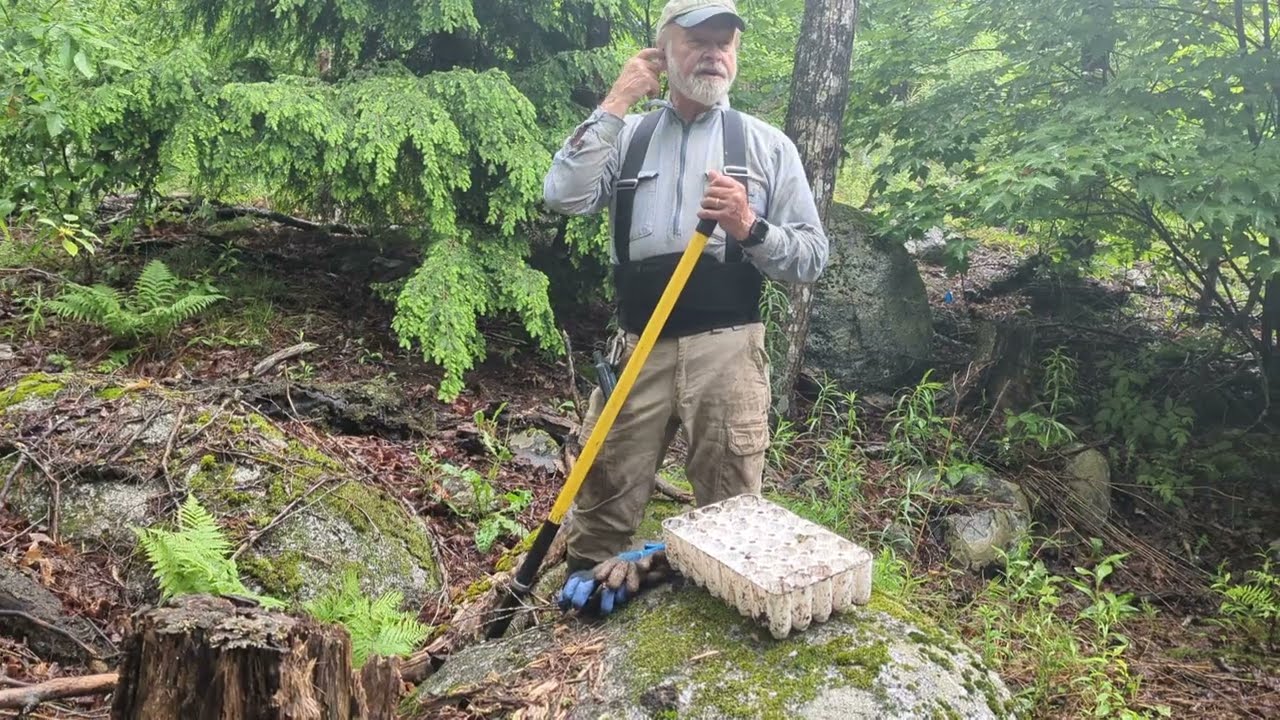 Gap-based restoration silviculture - beech control and enrichment planting white pine and red oak.