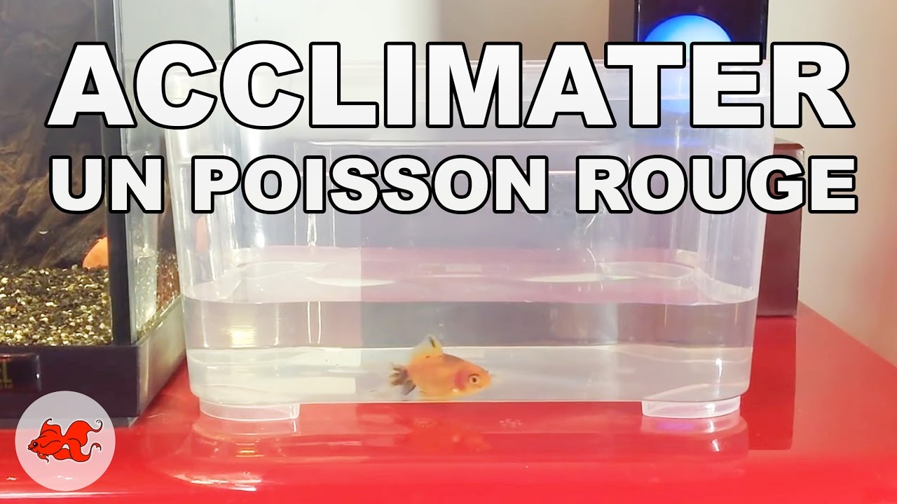 Acclimater un poisson rouge