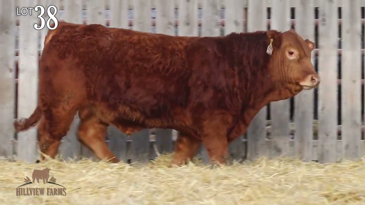 Hillview Farms Bull & Female Sale 2024 Lot 38 Hillview Liqueur RGK 331L