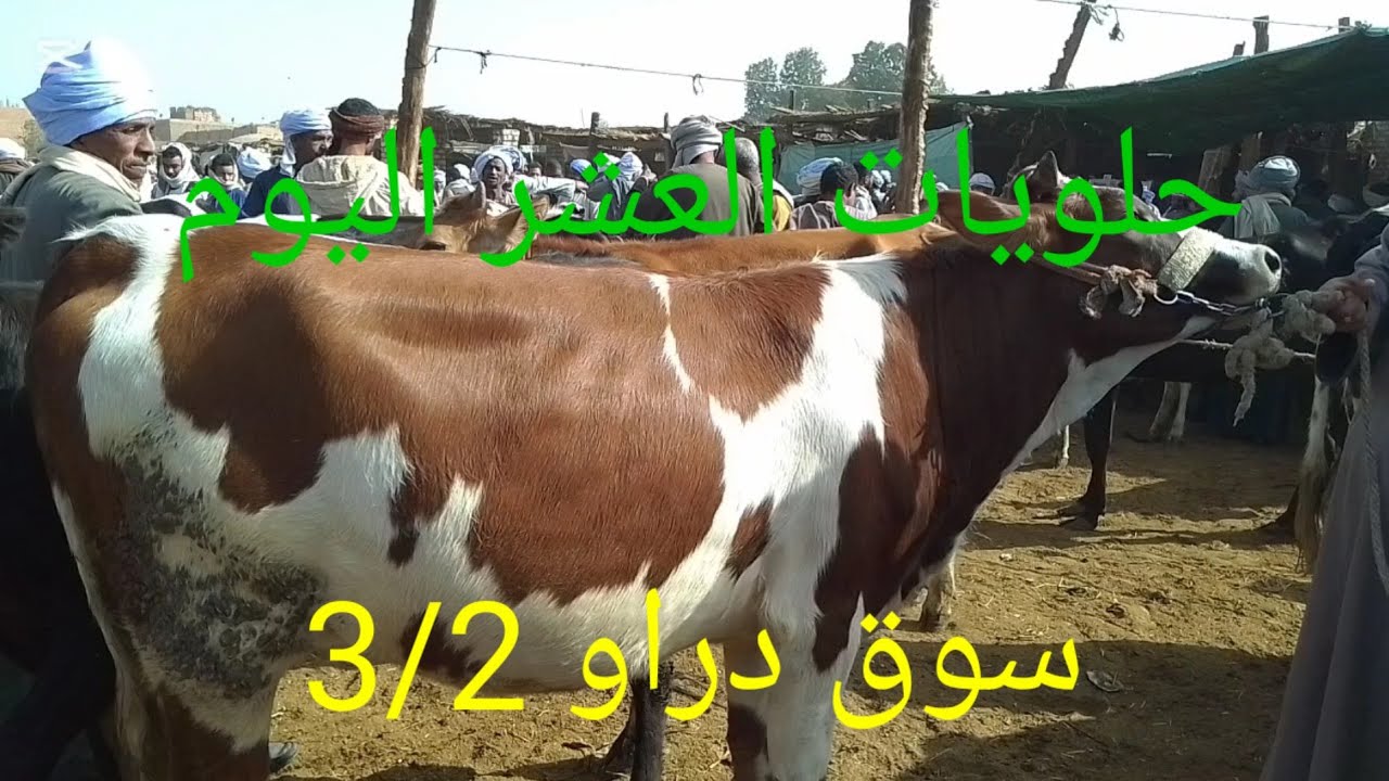 اسعارالبقرالعشر داخل سوق دراو ٤ فبراير ٢٠٢٦