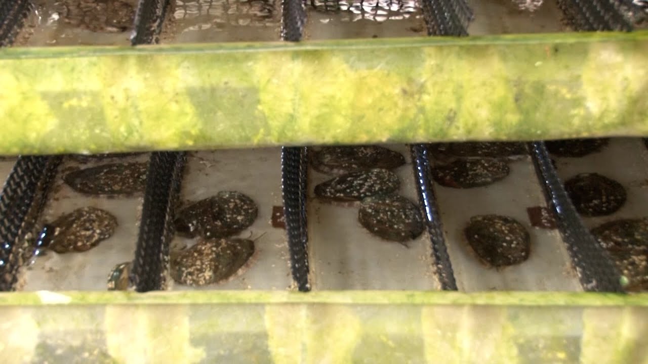 Will Proprietary Abalone Technology Save a Town?_Channel JAPAN #31/2025