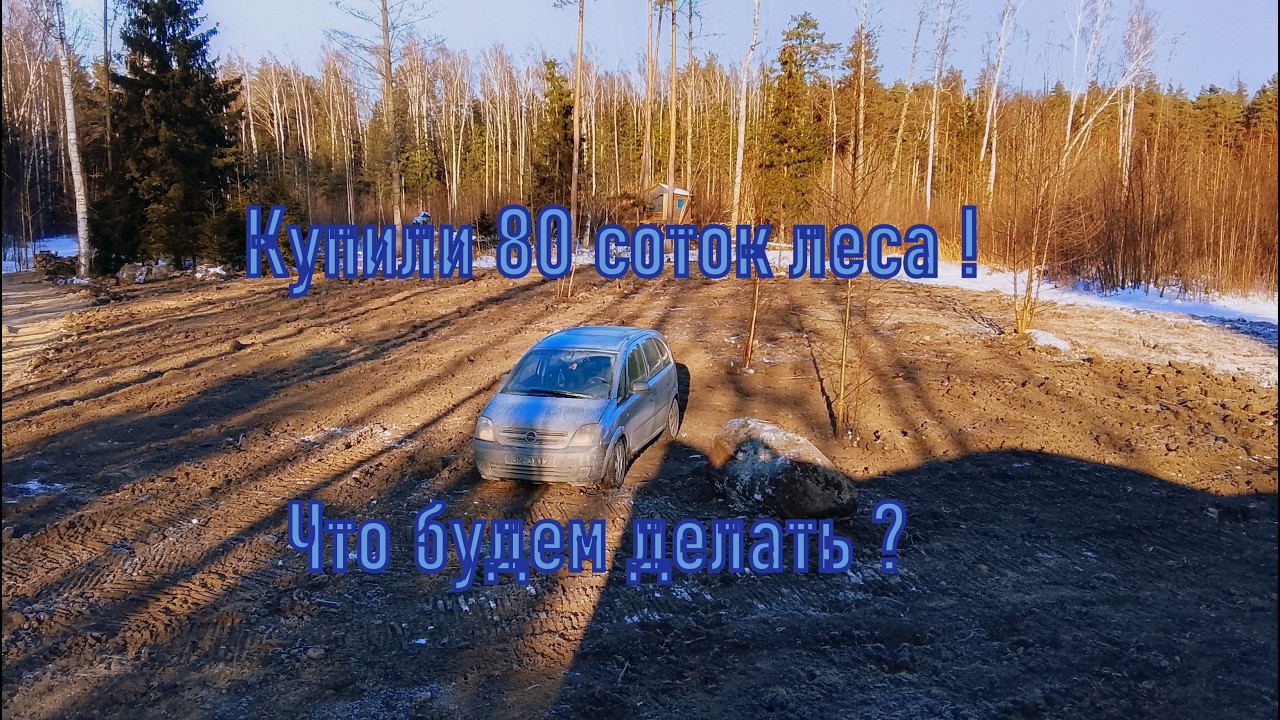 Купили лесной участок 80 соток. Что будем с ним делать?