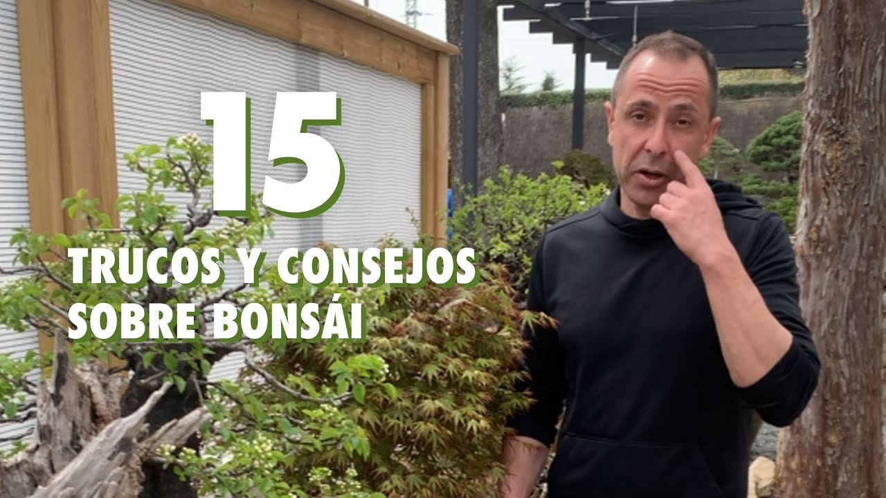 15 Trucos y consejos sobre bonsái