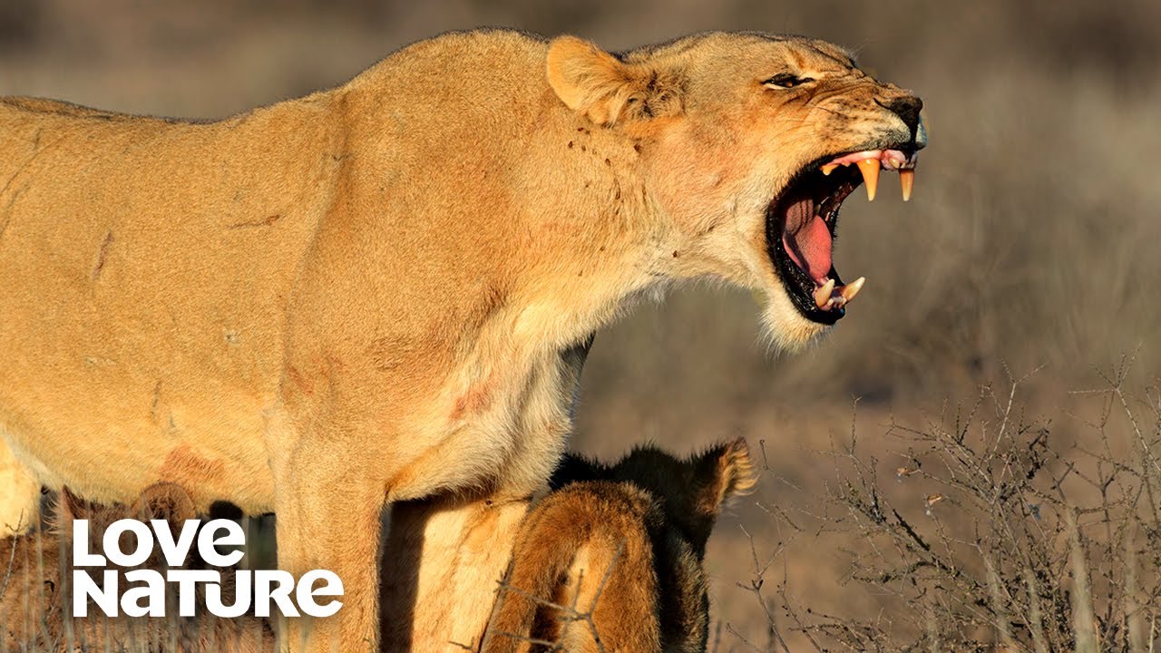 Lionesses Seduce Rival Male Lions to Protect their Cubs | Love Nature
