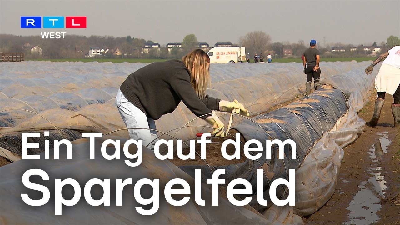 Spargelstechen auf Probe: RTL WEST Reporterin testet Saisonarbeit auf Hof Kallen | RTL WEST