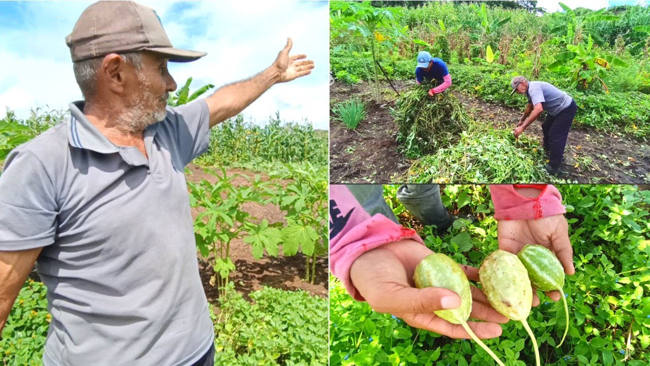 Mostrando Como Plantamos Maxixe Pra ter Uma Grande Colheita +Colhemos e Limpamos