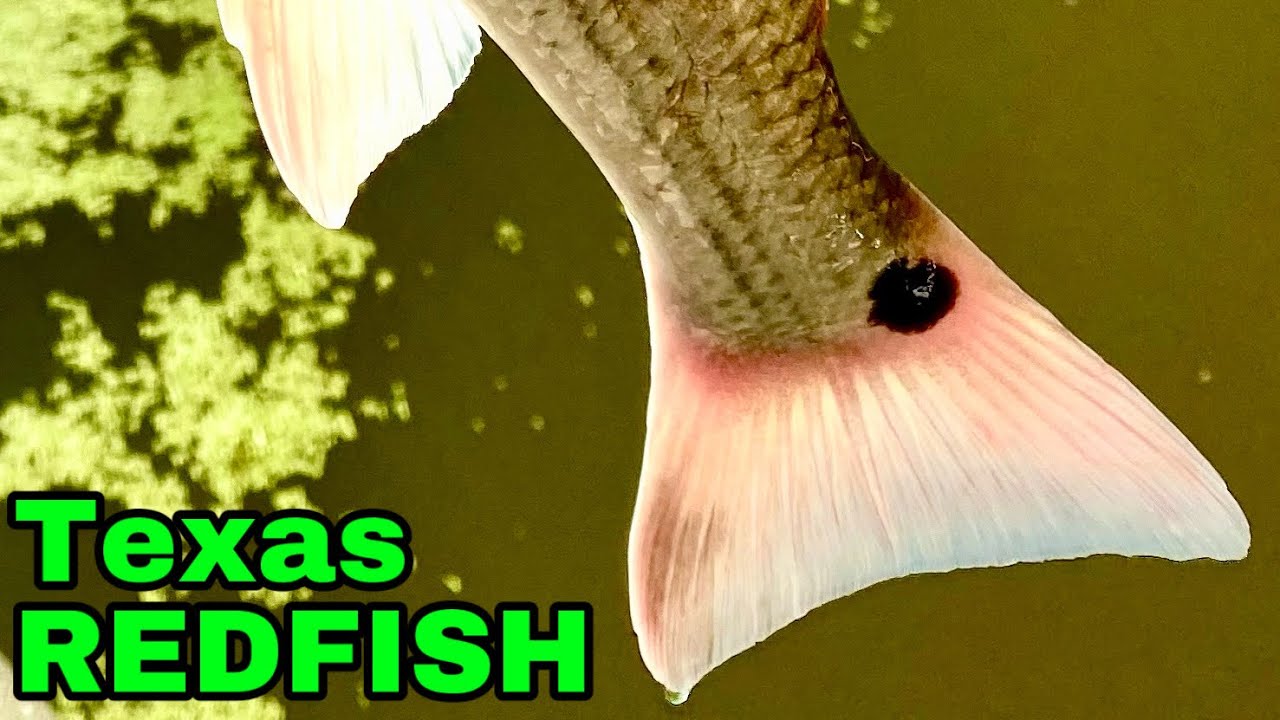 Post Cold Front REDFISH Action!