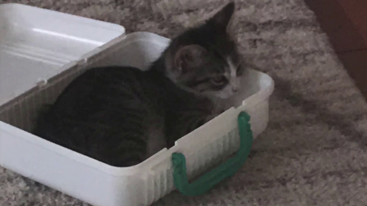 8 week-old Kitten Care