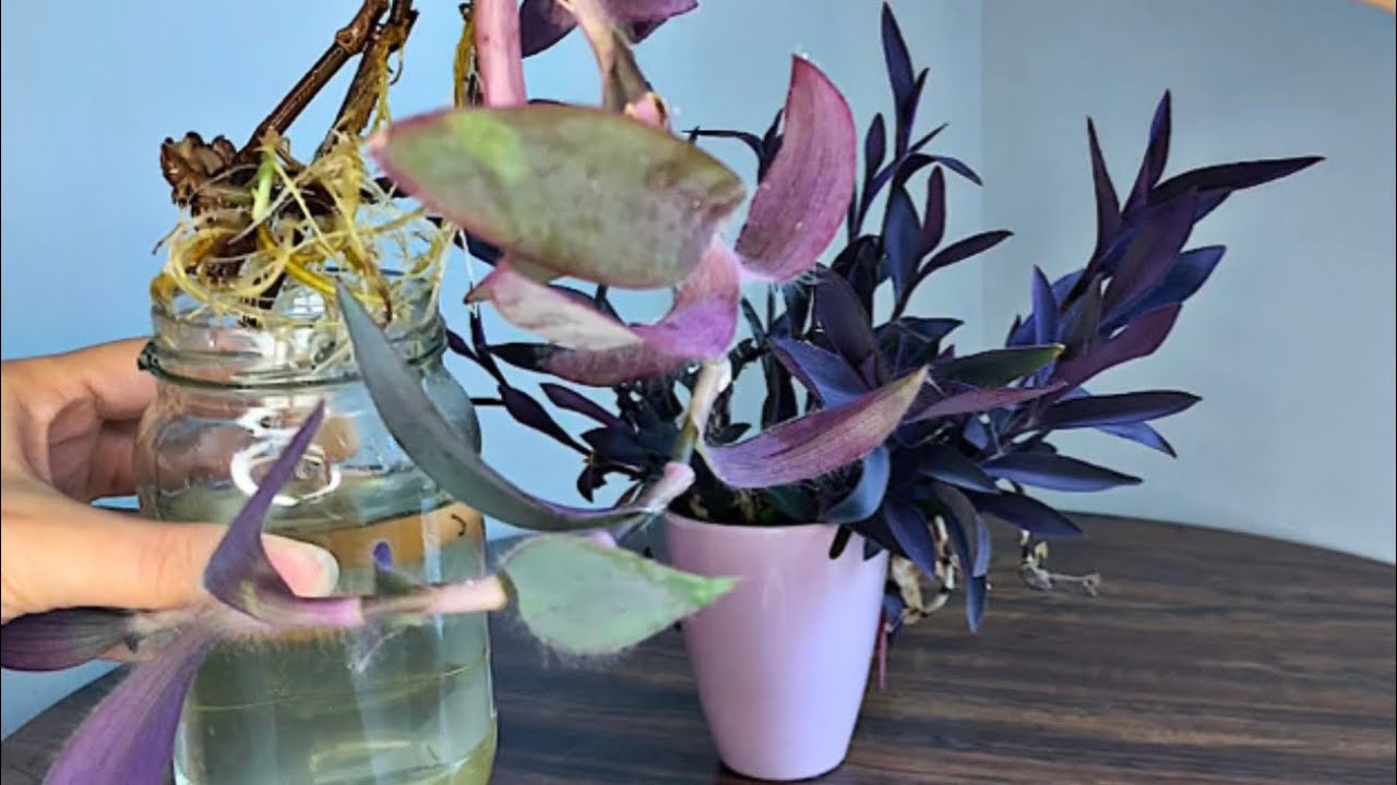 TRADESCANTIA PALLIDA PLANT PROPOGATION